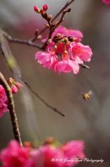 花が咲く、魅する