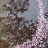 桜の道