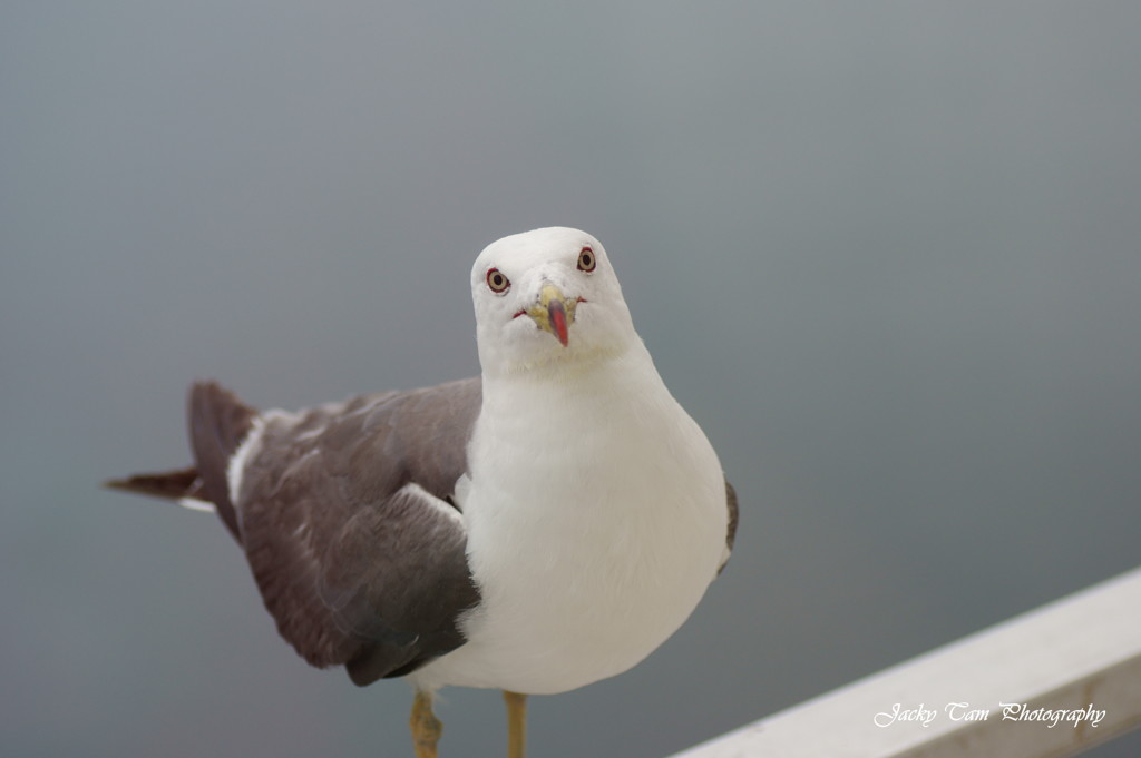 見える