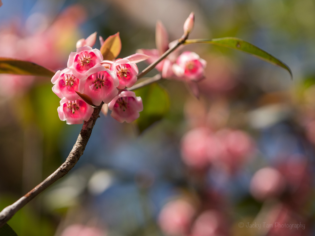 鐘の花