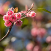 鐘の花