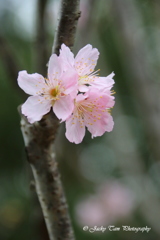 春桜@香港