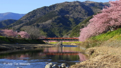 河津桜まつり