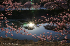 夕日と桜の踊り
