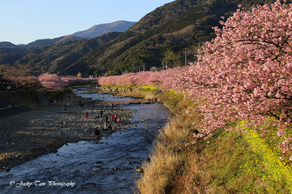 夕日の桜