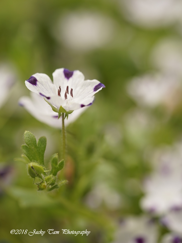 小さな花