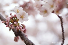 出芽は桜