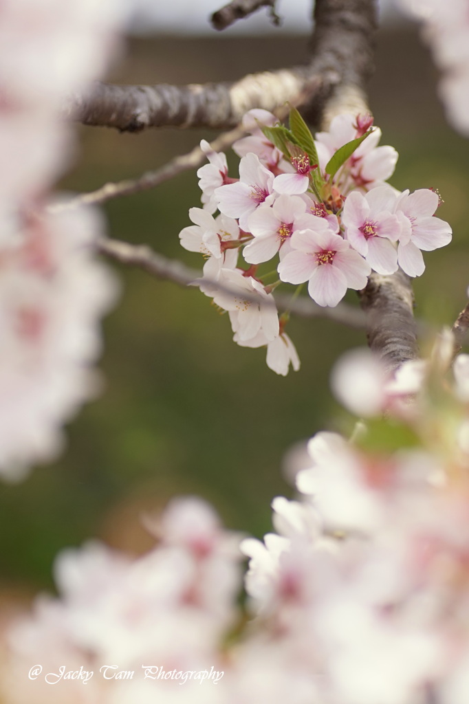 桜の魅力