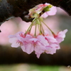 桜の三角