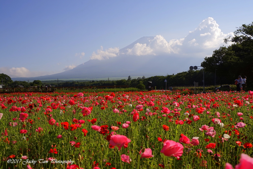 富士山は花に囲まれています