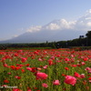 富士山は花に囲まれています