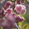 八重桜が満開