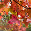 紅葉狩