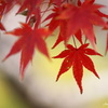 紅葉の季節