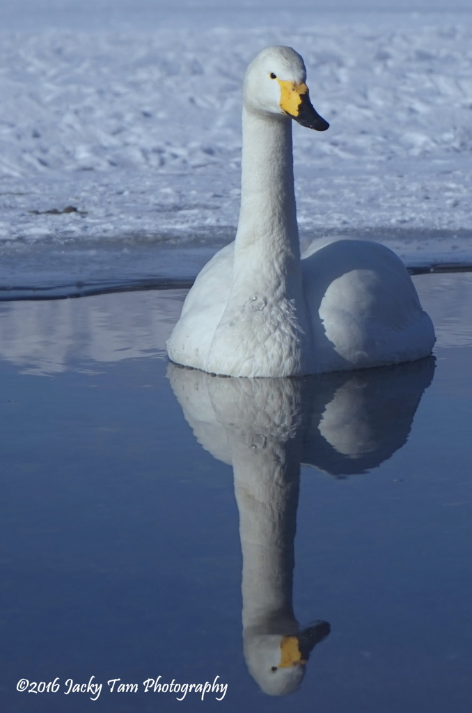 水に映った白鳥の影がたいへん美しい