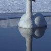 水に映った白鳥の影がたいへん美しい