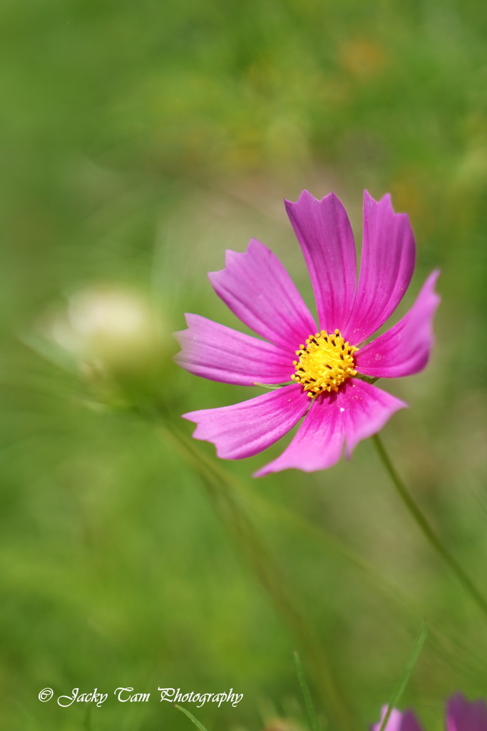 夢の花