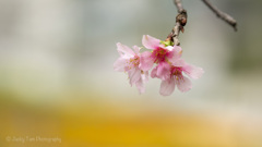 桜@香港