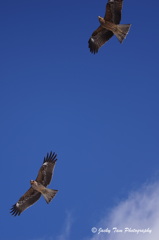 空飛ぶ