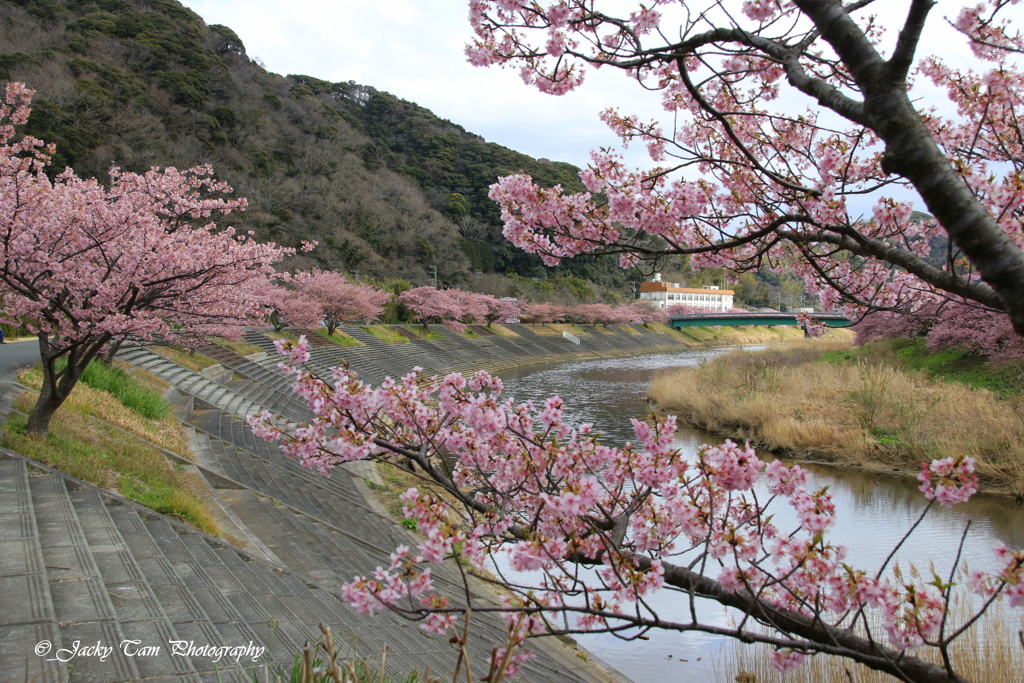 桜が満開だ