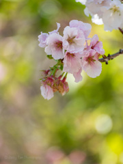 桜の彩