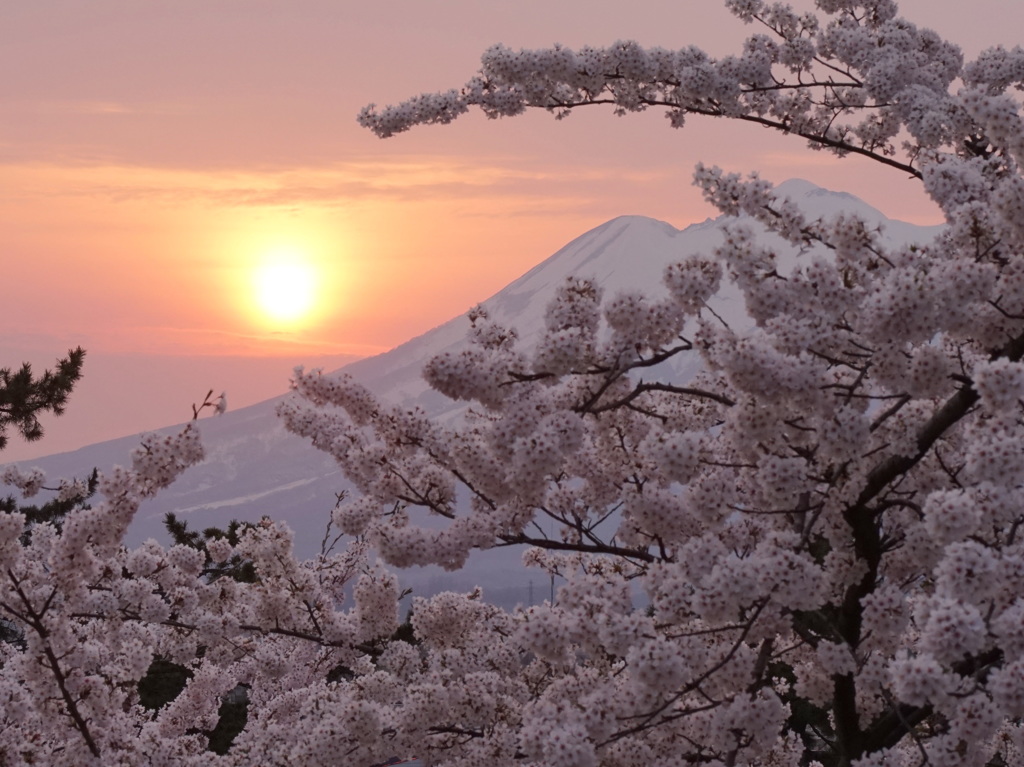 弘前桜の夕日
