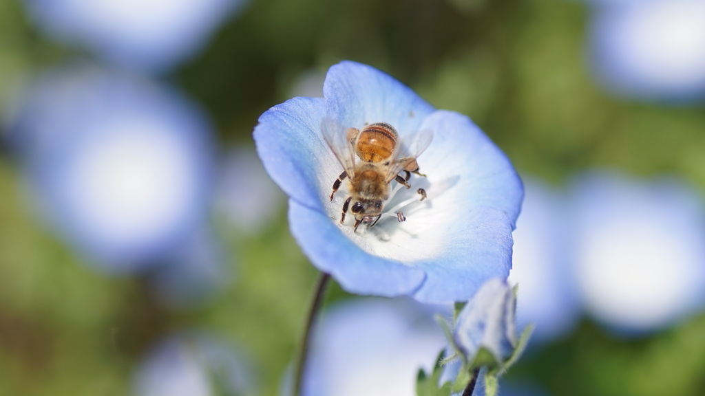 HaPpY DaNcE wItH mY BEE