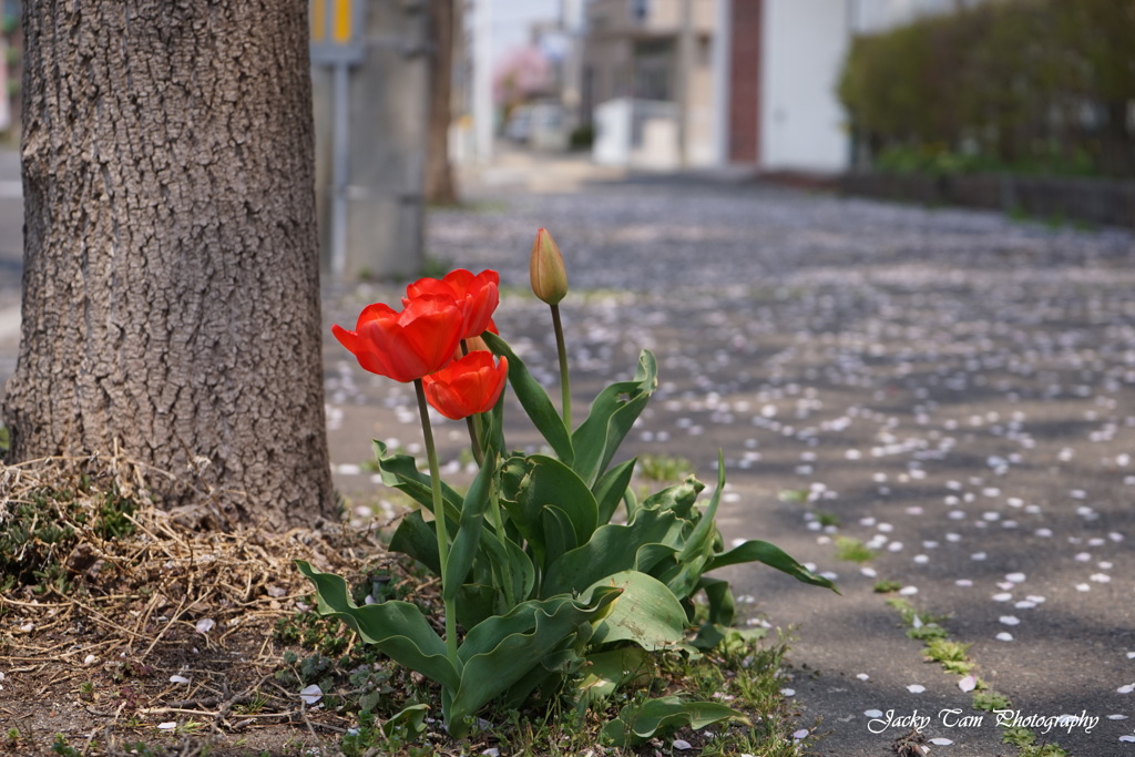 桜雪と道端の花