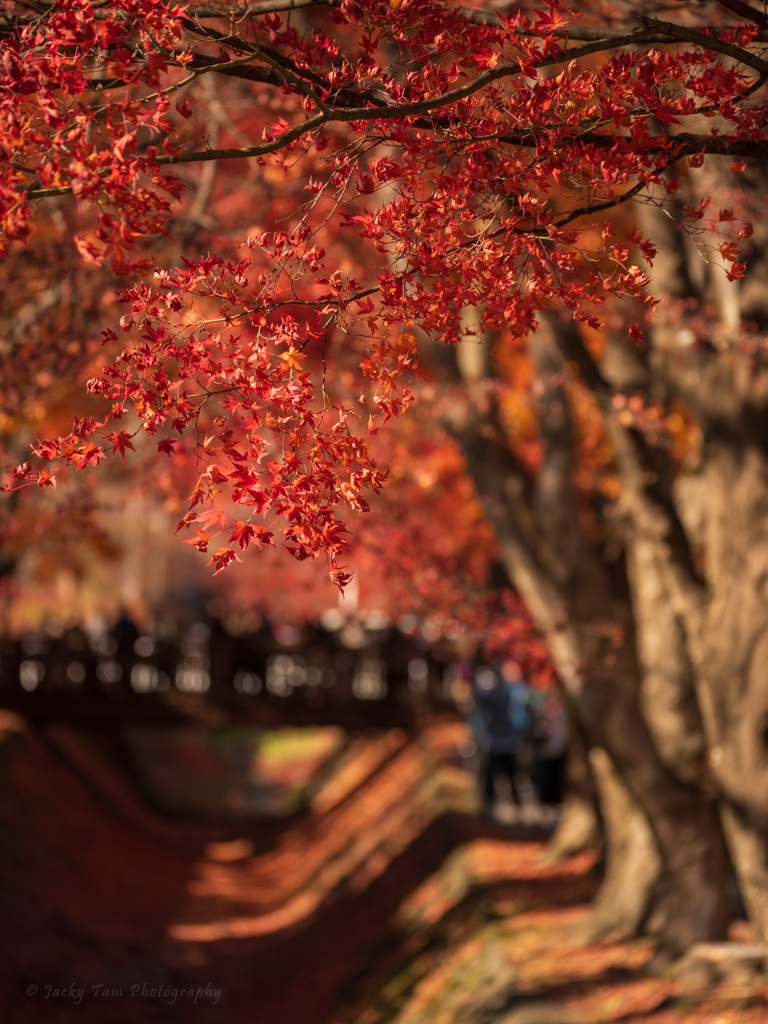 紅葉狩り