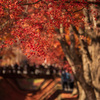 紅葉狩り