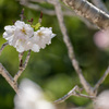 吉野桜