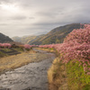 河津桜の思い出