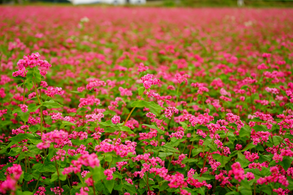 蕎麦の花