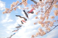 はるよこい (はるですが)