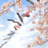はるよこい (はるですが)
