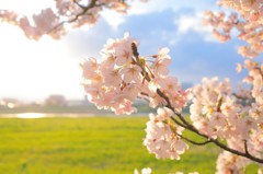 sakura
