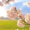 sakura