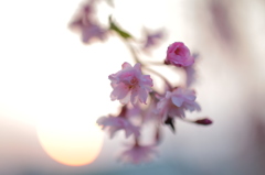 春の夕暮れ