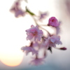 春の夕暮れ
