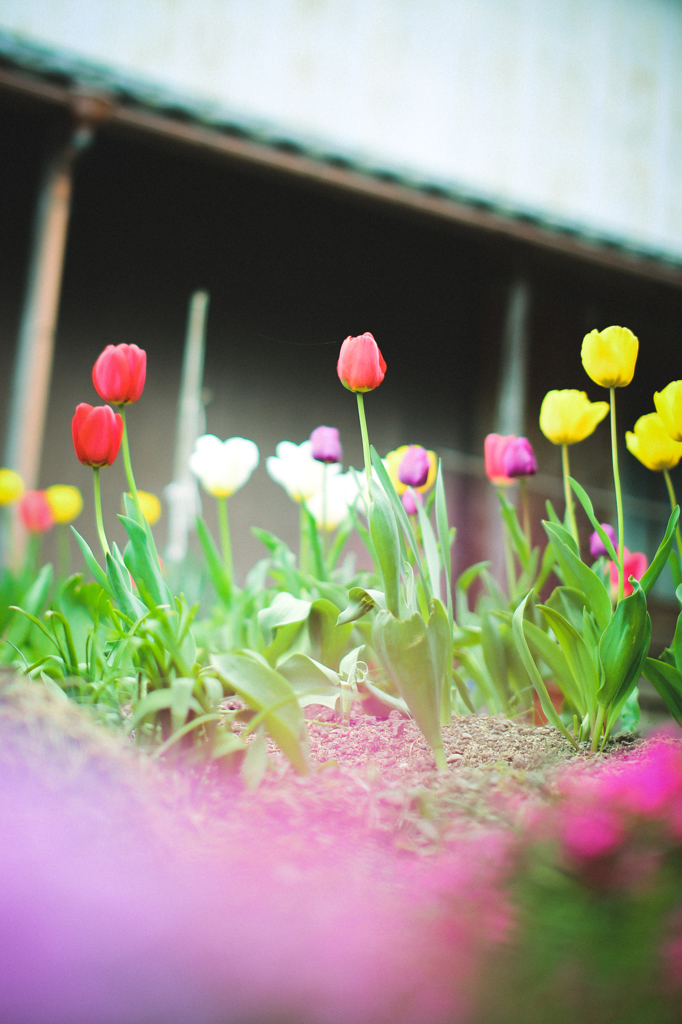 ～花の生き様～