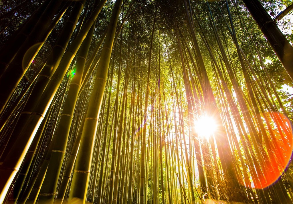 〜ぶらり嵐山〜