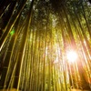 〜ぶらり嵐山〜