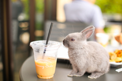 ～ミニウサギとカフェ～