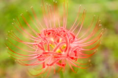 曼珠沙華