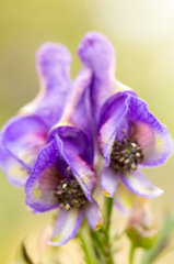 綺麗な花には毒がある