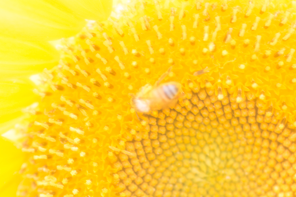ひまわり