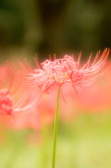 曼珠沙華