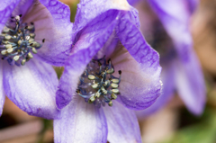 綺麗な花には毒がある