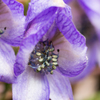 綺麗な花には毒がある