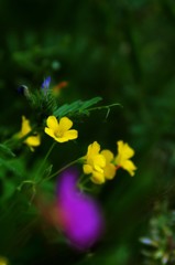 黄可憐［三つ葉の花」